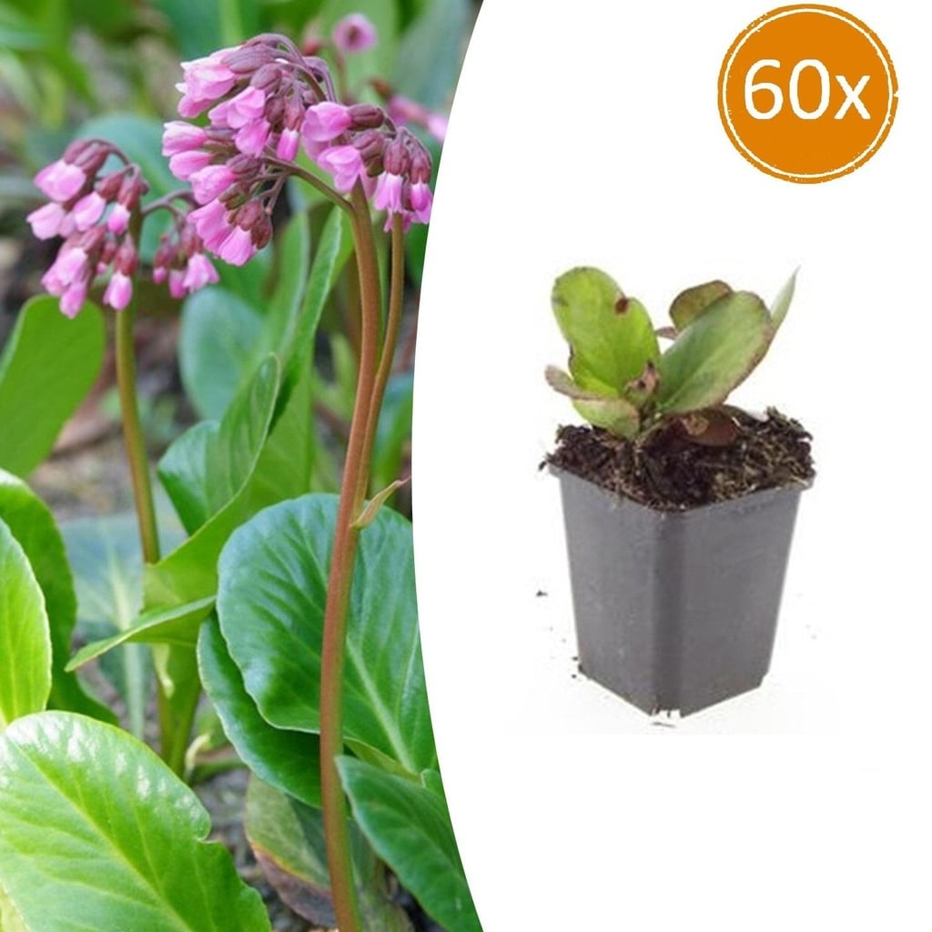 60x Bergenia cordifolia 'Herbstblüte' - ↕10-25cm - Ø9cm