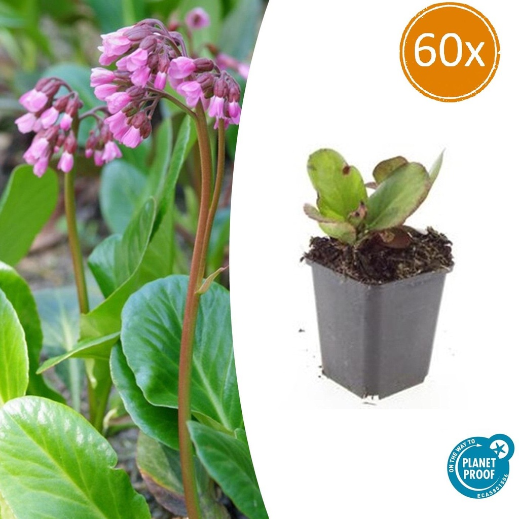 Herzblatt-Bergenie 'Herbstblüte' 60er-Set (Bergenia cordifolia) – winterharte Staude, Topf-Ø 9 cm, Höhe ca. 25 cm