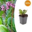 60x Bergenia cordifolia 'Herbstblüte' - ↕10-25cm - Ø9cm