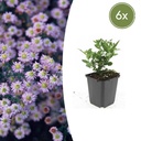 6x Aster ageratoides 'Stardust' - ↕10-25cm - Ø9cm