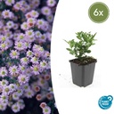 Wildaster 'Stardust' 6er-Set (Aster ageratoides) – winterharte Staude, Topf-Ø 9 cm, Höhe ca. 25 cm