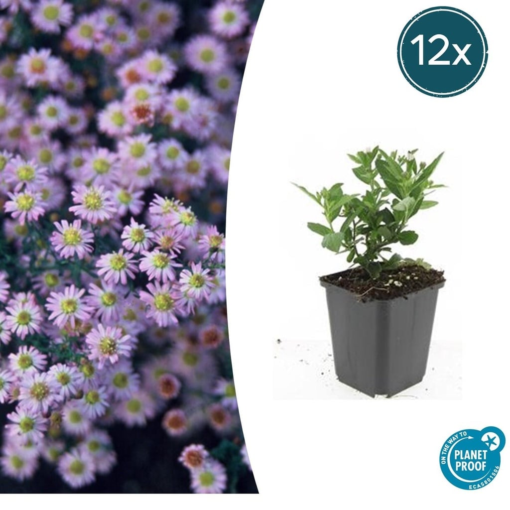 Wildaster 'Stardust' 12er-Set (Aster ageratoides) – winterharte Staude, Topf-Ø 9 cm, Höhe ca. 25 cm