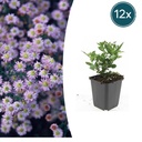 12x Aster ageratoides 'Stardust' - ↕10-25cm - Ø9cm