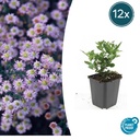 Wildaster 'Stardust' 12er-Set (Aster ageratoides) – winterharte Staude, Topf-Ø 9 cm, Höhe ca. 25 cm