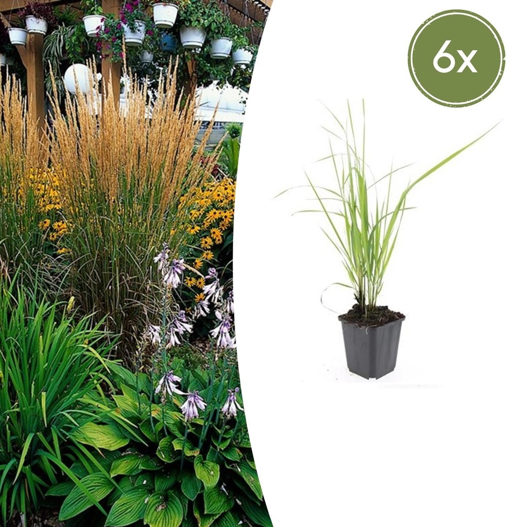 6x Calamagrostis acut. 'Karl Foerster' - ↕10-25cm - Ø9cm