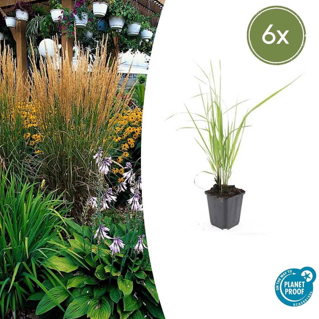 Reitgras 'Karl Foerster' 6er-Set (Calamagrostis x) – winterhartes Ziergras, Topf-Ø 9 cm, Höhe ca. 25 cm