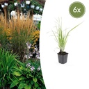 6x Calamagrostis acut. 'Karl Foerster' - ↕10-25cm - Ø9cm