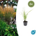 Reitgras 'Karl Foerster' 6er-Set (Calamagrostis x) – winterhartes Ziergras, Topf-Ø 9 cm, Höhe ca. 25 cm