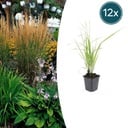 Garten-Reitgras 'Karl Foerster' (Calamagrostis acutiflora) – winterhartes Ziergras, Topf-Ø 9 cm, Höhe ca. 9 cm