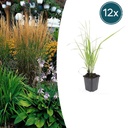 Garten-Reitgras 'Karl Foerster' (Calamagrostis acutiflora) – winterhartes Ziergras, Topf-Ø 9 cm, Höhe ca. 9 cm