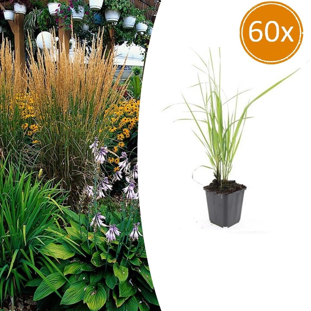 Garten-Reitgras 'Karl Foerster' 60er-Set (Calamagrostis x) – winterhartes Ziergras, Topf-Ø 9 cm, Höhe ca. 25 cm