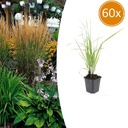 Garten-Reitgras 'Karl Foerster' 60er-Set (Calamagrostis x) – winterhartes Ziergras, Topf-Ø 9 cm, Höhe ca. 25 cm