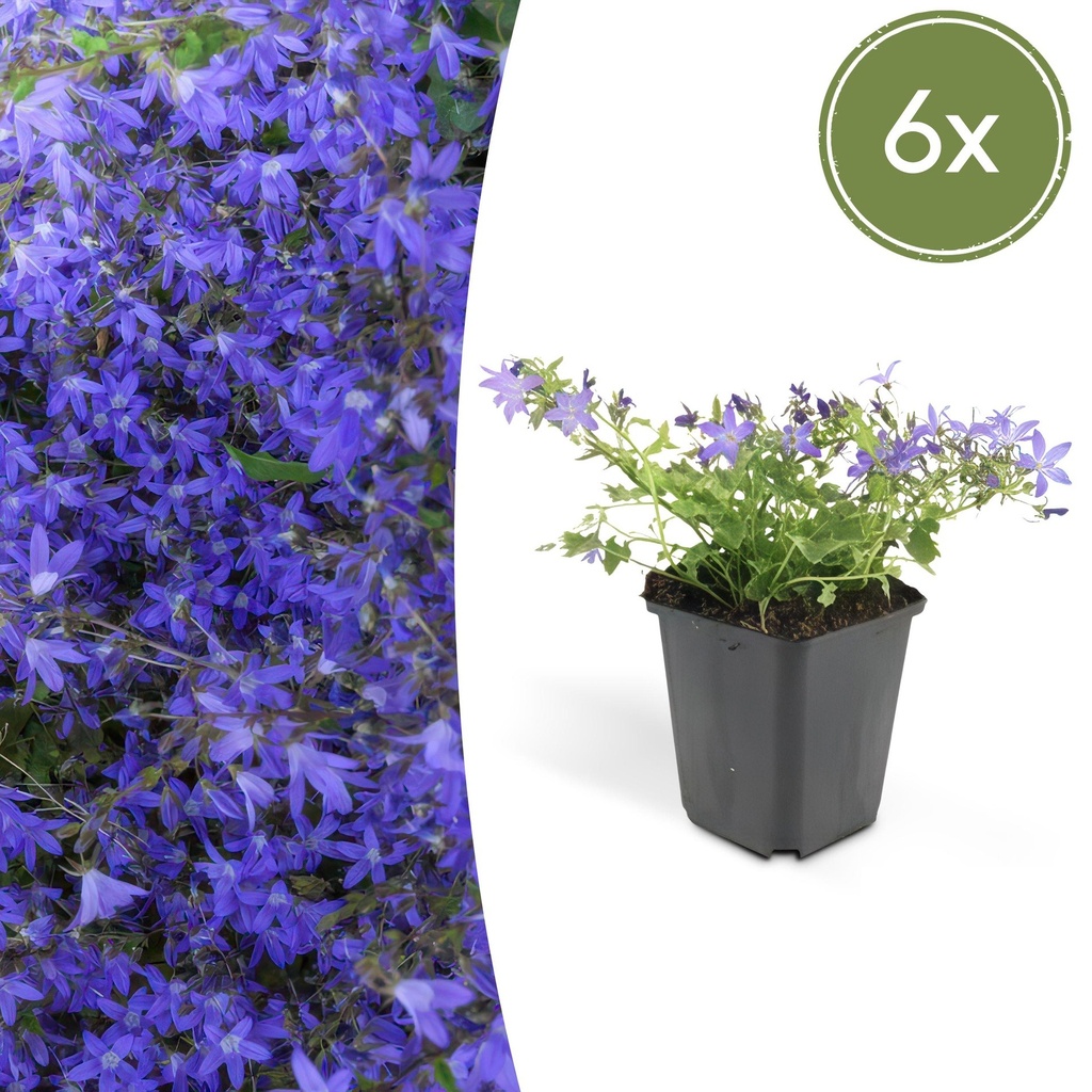 6x Campanula poscharskyana 'Stella' - ↕10-25cm - Ø9cm