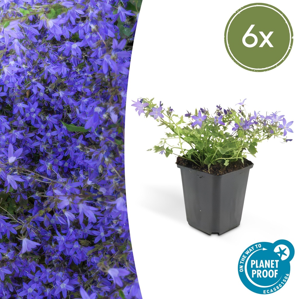 Hängepolster-Glockenblume 'Stella' 6er-Set (Campanula poscharskyana) – winterharte Polsterstaude, Topf-Ø 9 cm, Höhe ca. 25 cm