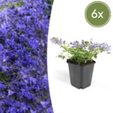 6x Campanula poscharskyana 'Stella' - ↕10-25cm - Ø9cm