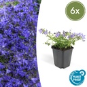 Hängepolster-Glockenblume 'Stella' 6er-Set (Campanula poscharskyana) – winterharte Polsterstaude, Topf-Ø 9 cm, Höhe ca. 25 cm