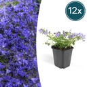 Hängepolster-Glockenblume 'Stella' 12er-Set (Campanula poscharskyana) – winterharte Staude, Topf-Ø 9 cm, Höhe ca. 25 cm