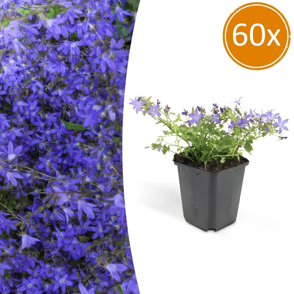 60x Campanula poscharskyana 'Stella' - ↕10-25cm - Ø9cm
