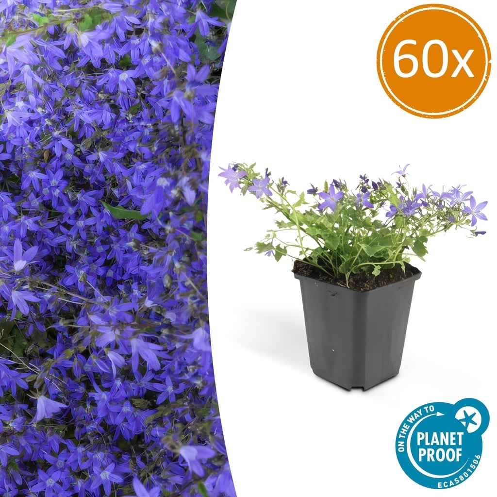 Hängepolster-Glockenblume 'Stella' 60er-Set (Campanula poscharskyana) – winterharte Polsterstaude, Topf-Ø 9 cm, Höhe ca. 25 cm