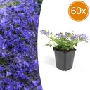 60x Campanula poscharskyana 'Stella' - ↕10-25cm - Ø9cm