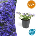 Hängepolster-Glockenblume 'Stella' 60er-Set (Campanula poscharskyana) – winterharte Polsterstaude, Topf-Ø 9 cm, Höhe ca. 25 cm