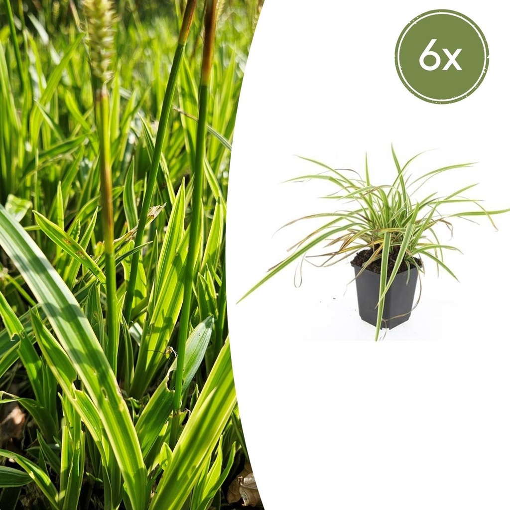 Japan-Segge 'Aureovariegata' 6er-Set (Carex morrowii) – winterhartes Ziergras, Topf-Ø 9 cm, Höhe ca. 25 cm