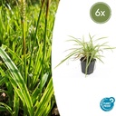 Japan-Segge 'Aureovariegata' 6er-Set (Carex morrowii) – winterhartes Ziergras, Topf-Ø 9 cm, Höhe ca. 25 cm