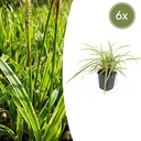 Japan-Segge 'Aureovariegata' 6er-Set (Carex morrowii) – winterhartes Ziergras, Topf-Ø 9 cm, Höhe ca. 25 cm