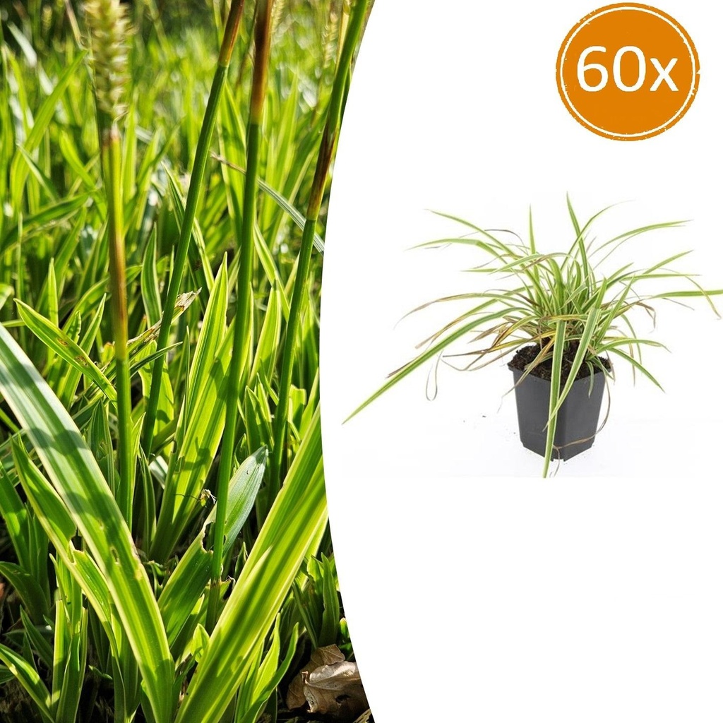 60x Carex morrowii 'Aureovariegata' - ↕10-25cm - Ø9cm