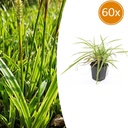 60x Carex morrowii 'Aureovariegata' - ↕10-25cm - Ø9cm