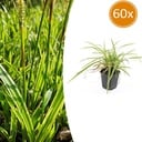 Japan-Segge 'Aureovariegata' 60er-Set (Carex morrowii) – winterhartes Ziergras, Topf-Ø 9 cm, Höhe ca. 25 cm