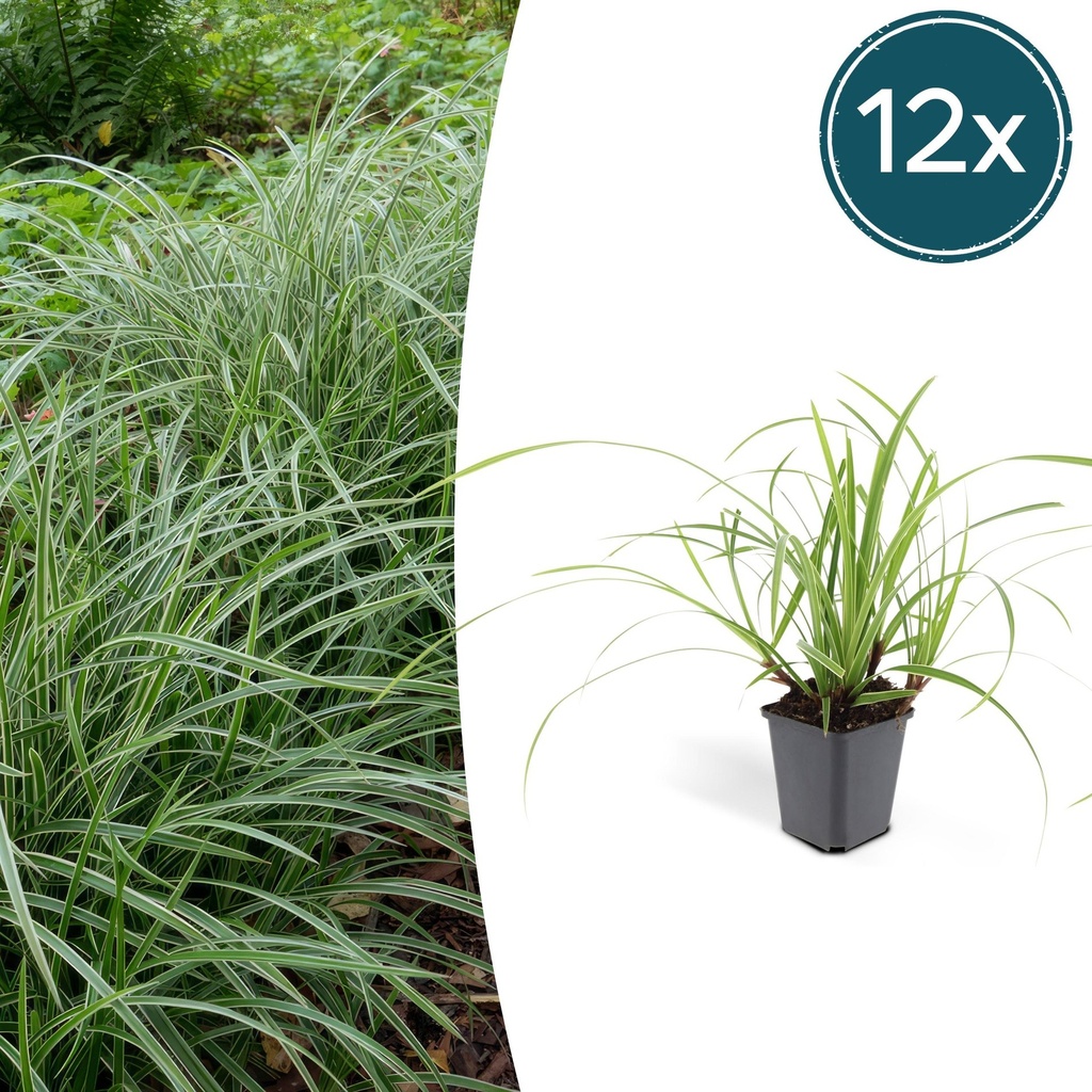 12x Carex morrowii 'Ice Dance' - ↕10-25cm - Ø9cm