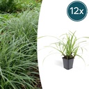 12x Carex morrowii 'Ice Dance' - ↕10-25cm - Ø9cm