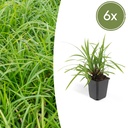 Japan-Segge 'Irish Green' 6er-Set (Carex morrowii) – winterhartes Ziergras, Topf-Ø 9 cm, Höhe ca. 25 cm