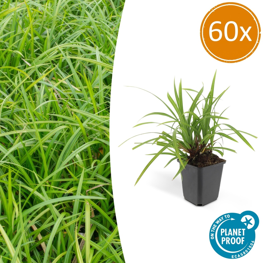 60x Carex morrowii 'Irisch Grün' - ↕10-25cm - Ø9cm