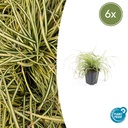 Japan-Gold-Segge 'Evergold' 6er-Set (Carex oshimensis) – winterhartes Ziergras, Topf-Ø 9 cm, Höhe ca. 25 cm