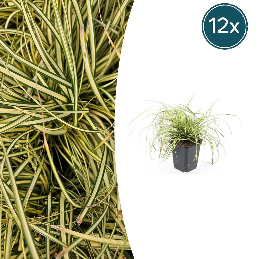 12x Carex oshim. 'Evergold' - ↕10-25cm - Ø9cm