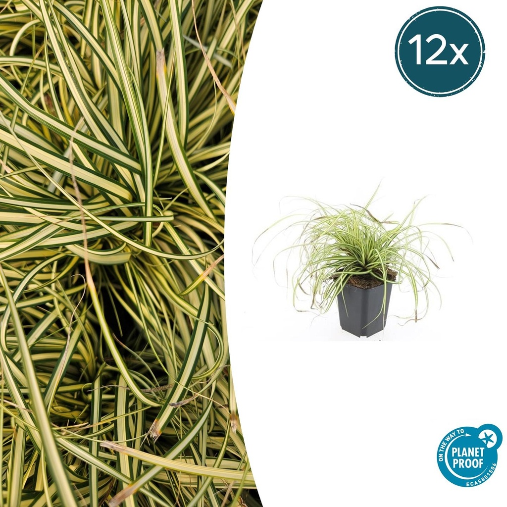 Japan-Gold-Segge 'Evergold' 12er-Set (Carex oshimensis) – winterhartes Ziergras, Topf-Ø 9 cm, Höhe ca. 25 cm