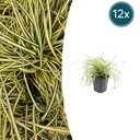 12x Carex oshim. 'Evergold' - ↕10-25cm - Ø9cm