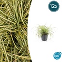 Japan-Gold-Segge 'Evergold' 12er-Set (Carex oshimensis) – winterhartes Ziergras, Topf-Ø 9 cm, Höhe ca. 25 cm