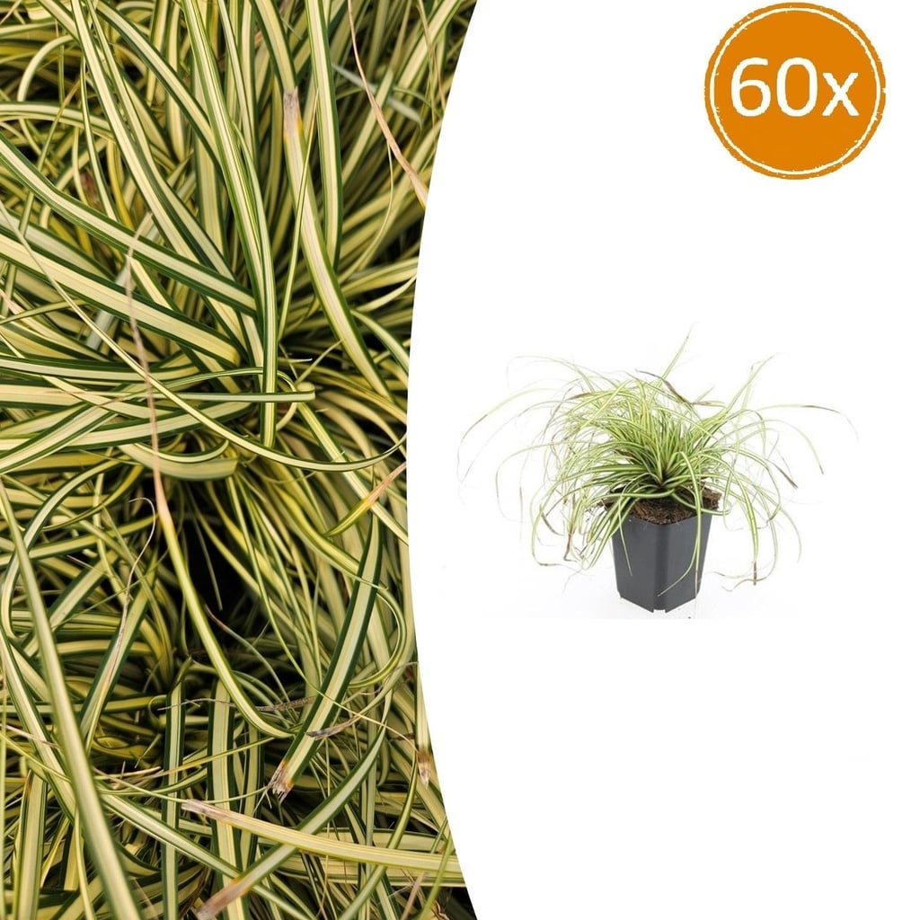 Japan-Gold-Segge 'Evergold' 60er-Set (Carex oshimensis) – winterhartes Ziergras, Topf-Ø 9 cm, Höhe ca. 25 cm