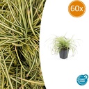 Japan-Gold-Segge 'Evergold' 60er-Set (Carex oshimensis) – winterhartes Ziergras, Topf-Ø 9 cm, Höhe ca. 25 cm