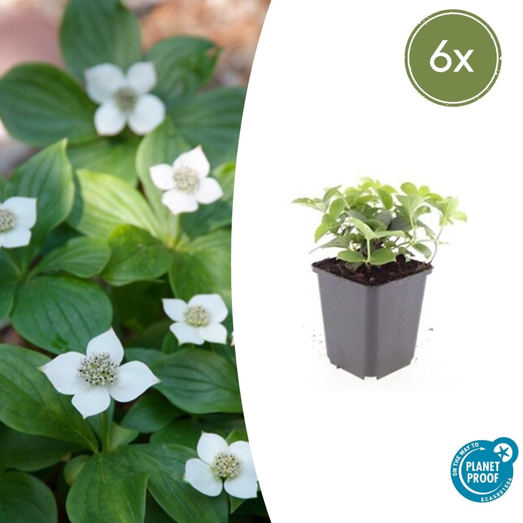 Teppichhartriegel 6er-Set (Cornus canadensis) – winterharte Staude, Topf-Ø 9 cm, Höhe ca. 25 cm