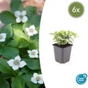 Teppichhartriegel 6er-Set (Cornus canadensis) – winterharte Staude, Topf-Ø 9 cm, Höhe ca. 25 cm