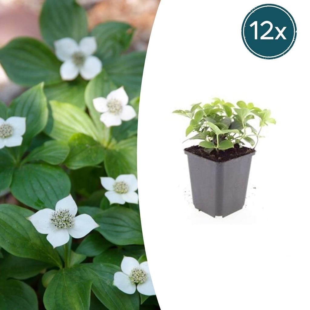 12x Cornus canadensis - ↕10-25cm - Ø9cm