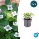 Teppichhartriegel 12er-Set (Cornus canadensis) – winterharte Staude, Topf-Ø 9 cm, Höhe ca. 25 cm