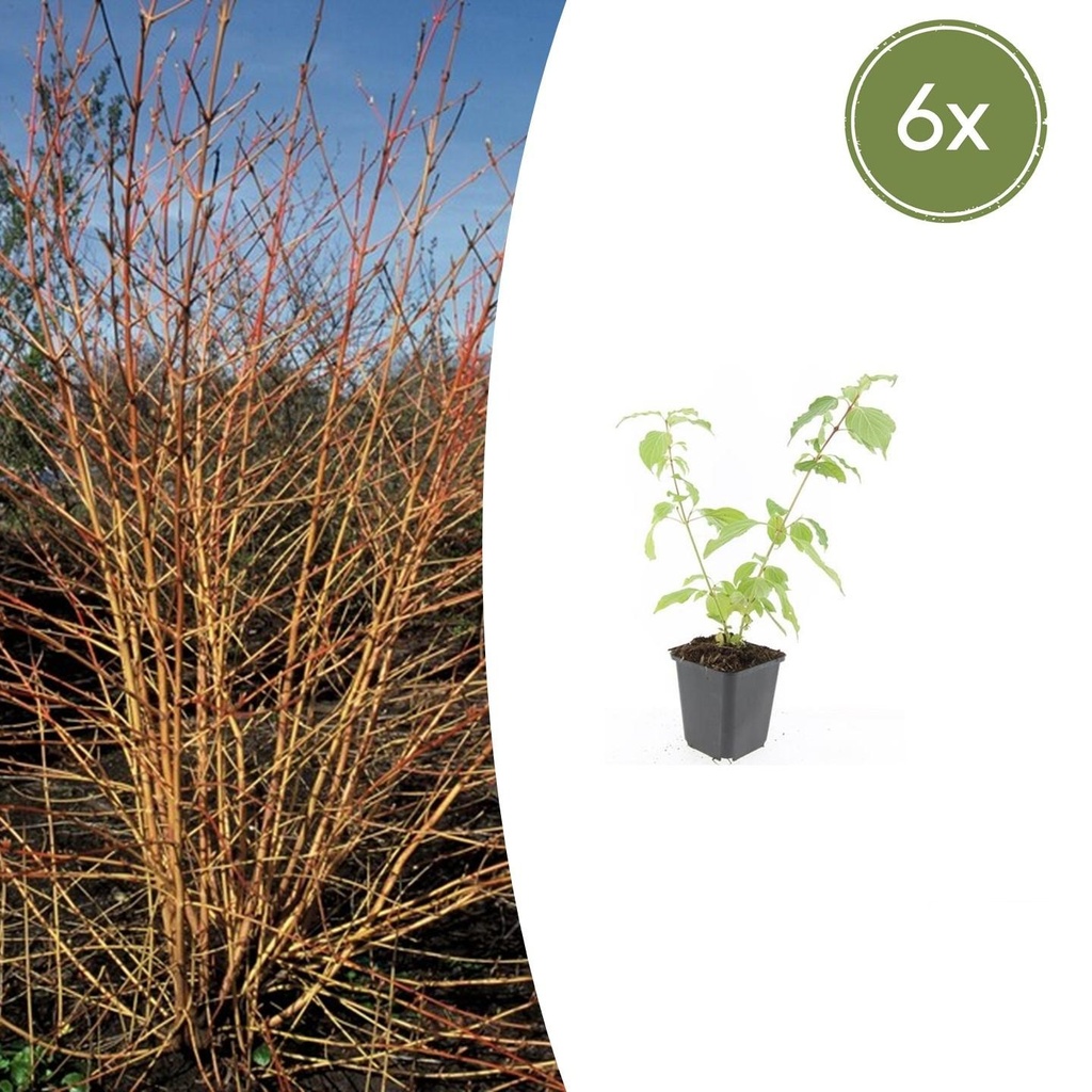 6x Cornus sang. 'Anny's Winter Orange' - ↕10-25cm - Ø9cm