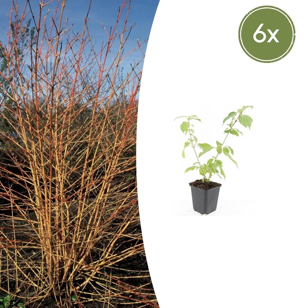 Blut-Hartriegels Winter Orange' 'Anny' 6er-Set (Cornus sanguinea) – winterharter Zierstrauch, Topf-Ø 9 cm, Höhe ca. 25 cm