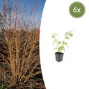 6x Cornus sang. 'Anny's Winter Orange' - ↕10-25cm - Ø9cm