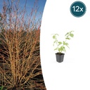 12x Cornus sang. 'Anny's Winter Orange' - ↕10-25cm - Ø9cm